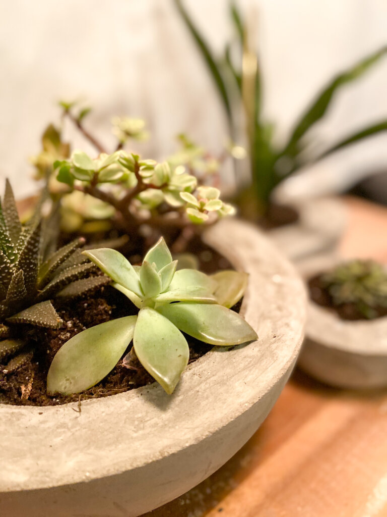 Concrete Planters 